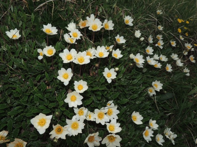 Fiori